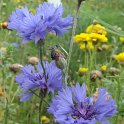 Centaurea cyanus fleur